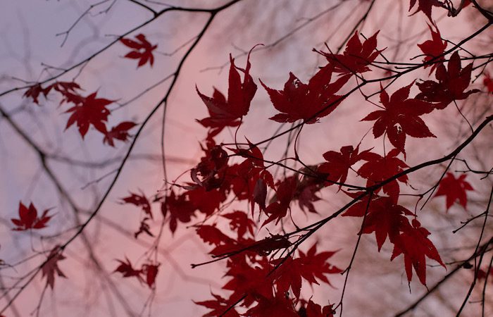 fall leaves